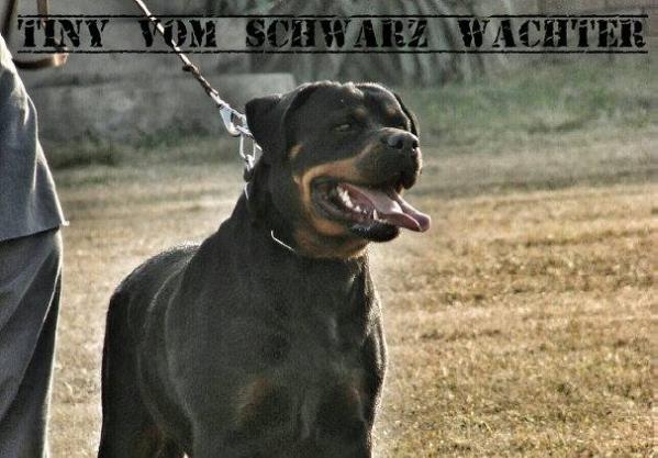 Tiny vom Schwarz Wachter | Rottweiler 