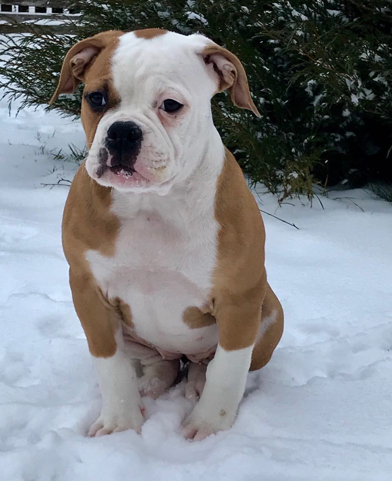 Imgosbull Zarina | American Bulldog 