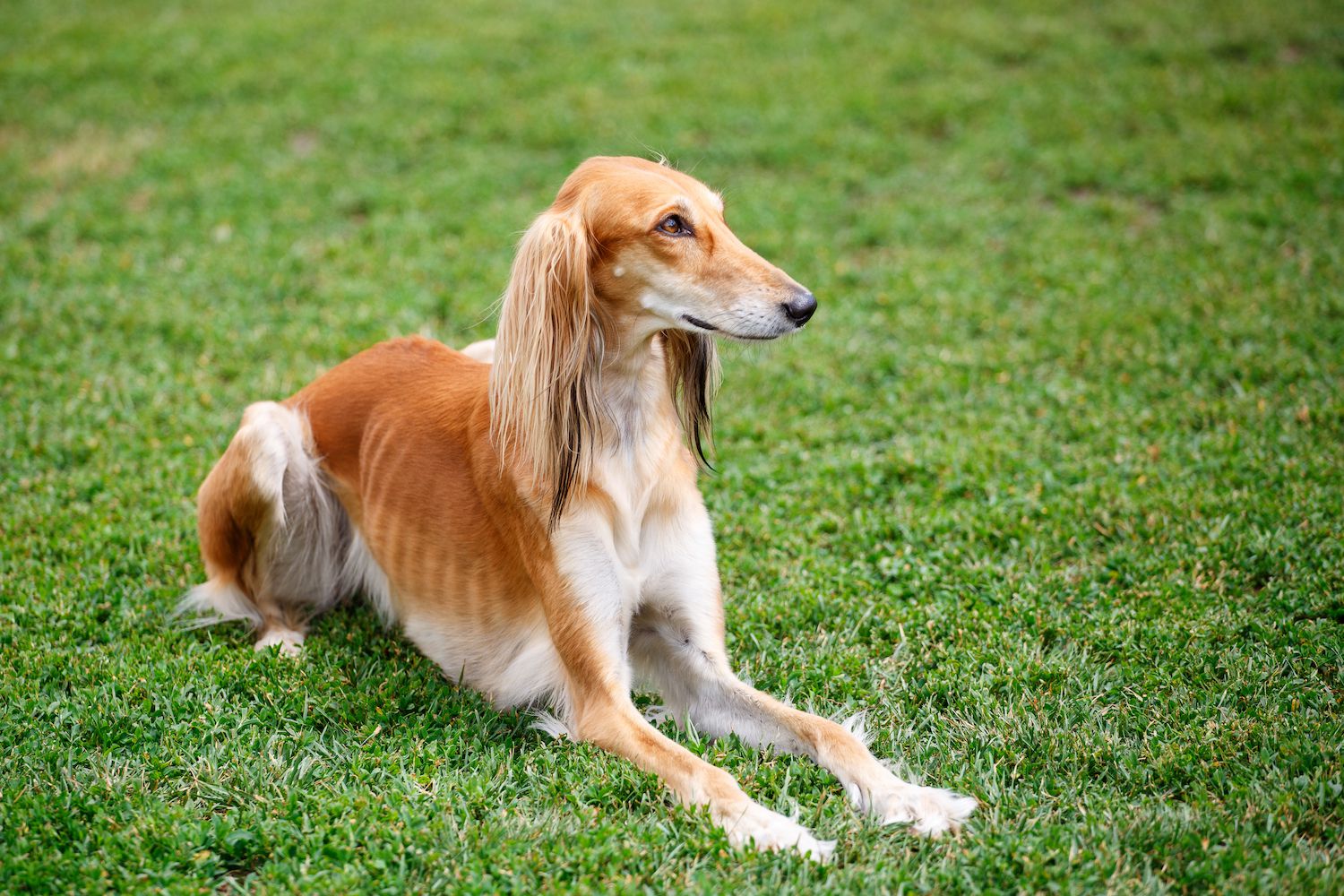 Saluki