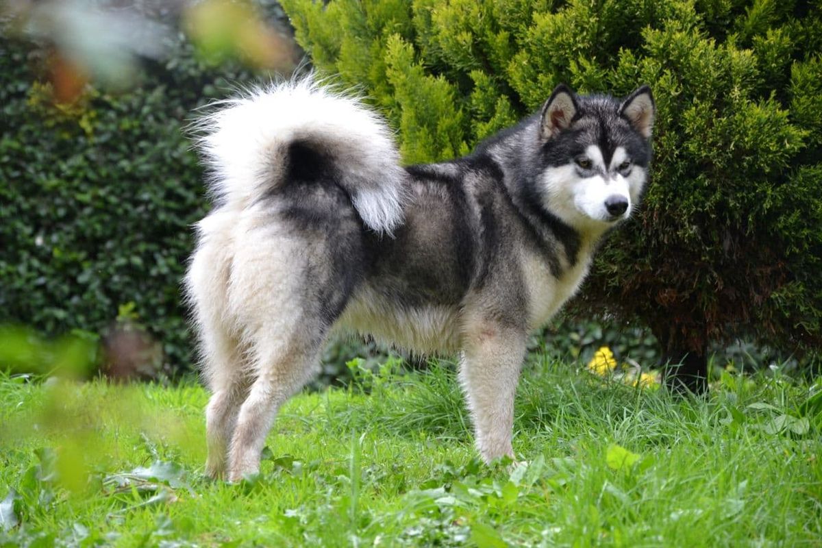 ALPHA CENTAURI ENIF SUPERMASSIVE BLACHOLE | Alaskan Malamute 