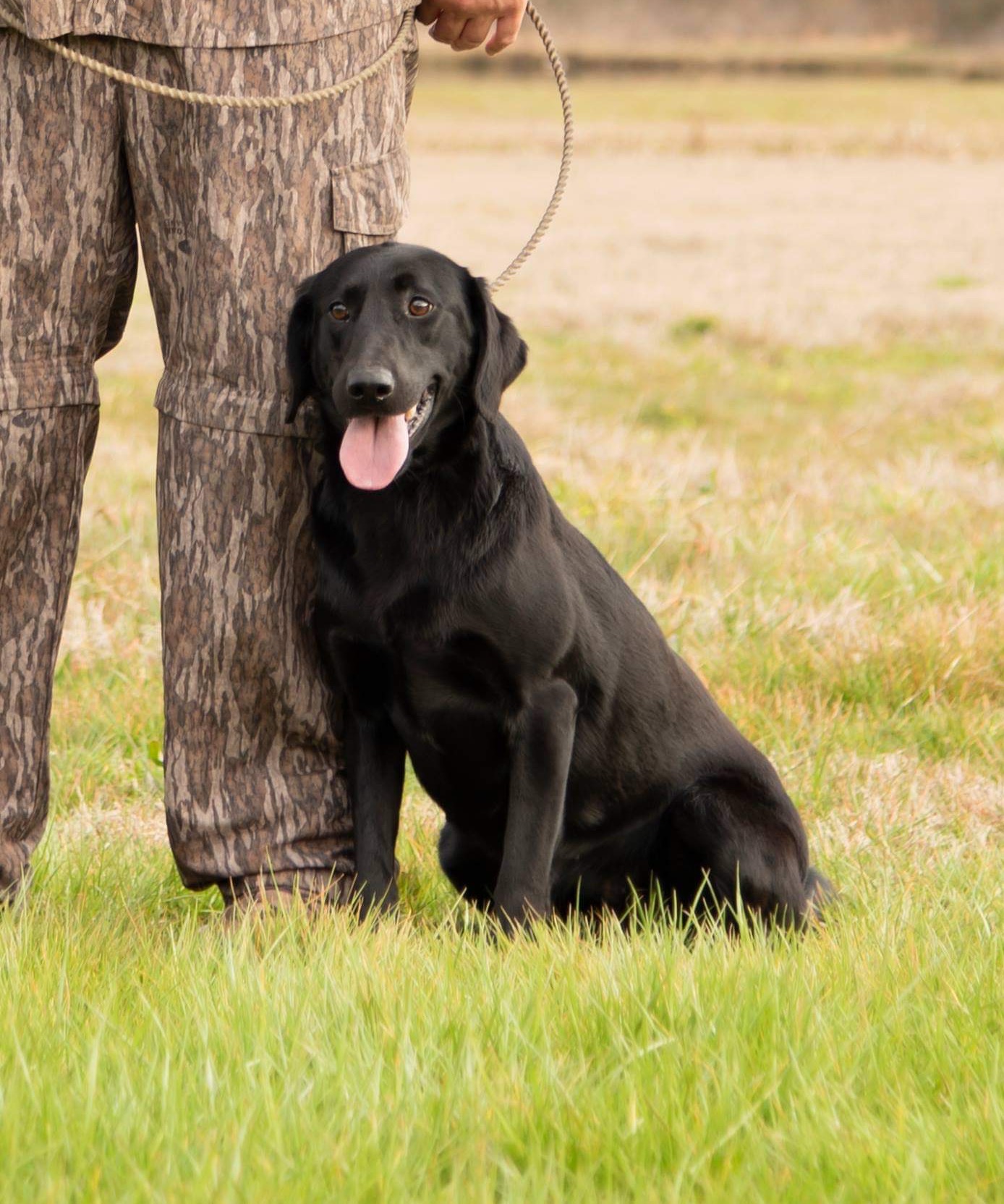 A&j's Gus's Midnite Breeze | Black Labrador Retriver