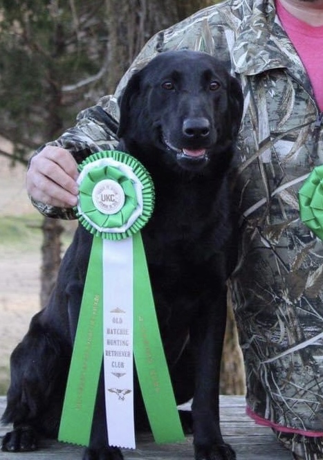 HRCH A&J's Let's Get Rowdy SH | Black Labrador Retriver