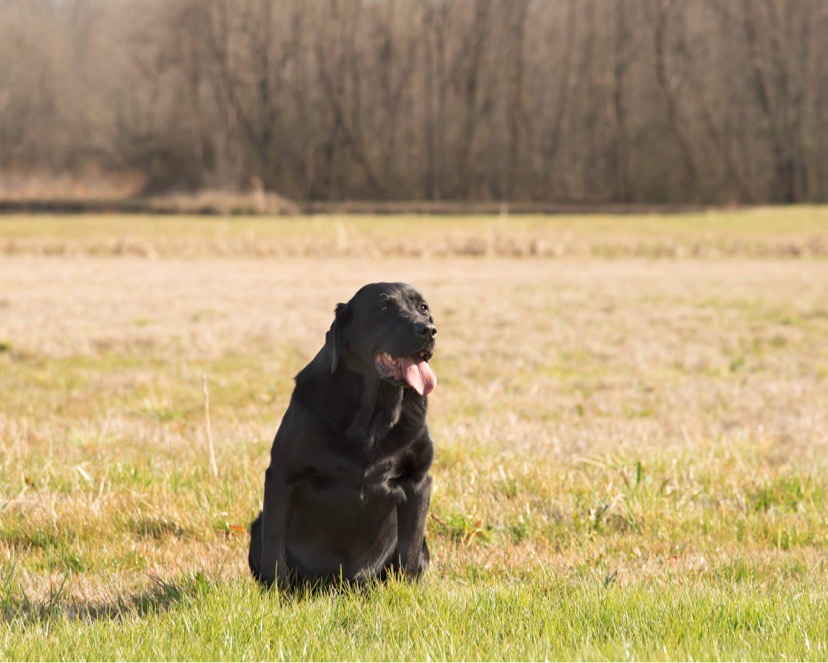 HRCH A&J's Timber Tugger | Black Labrador Retriver