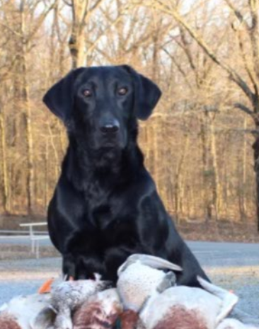 HRCH Blue Heavens Walls Of Time MH | Black Labrador Retriver