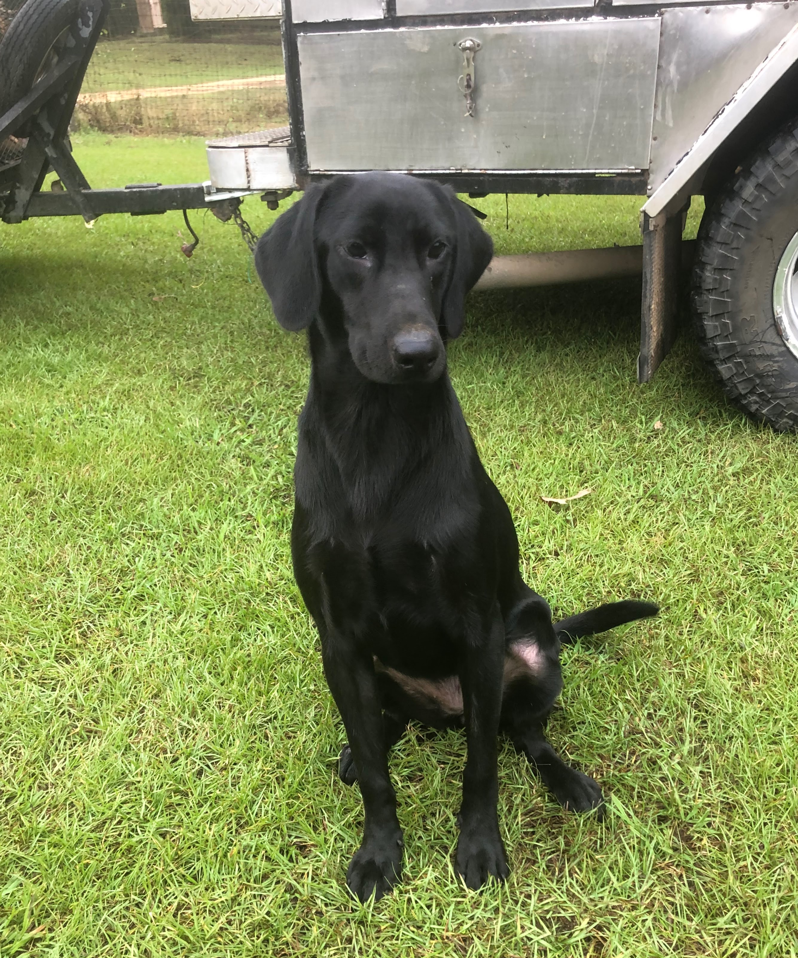 A&J's Midnight Madness | Black Labrador Retriver