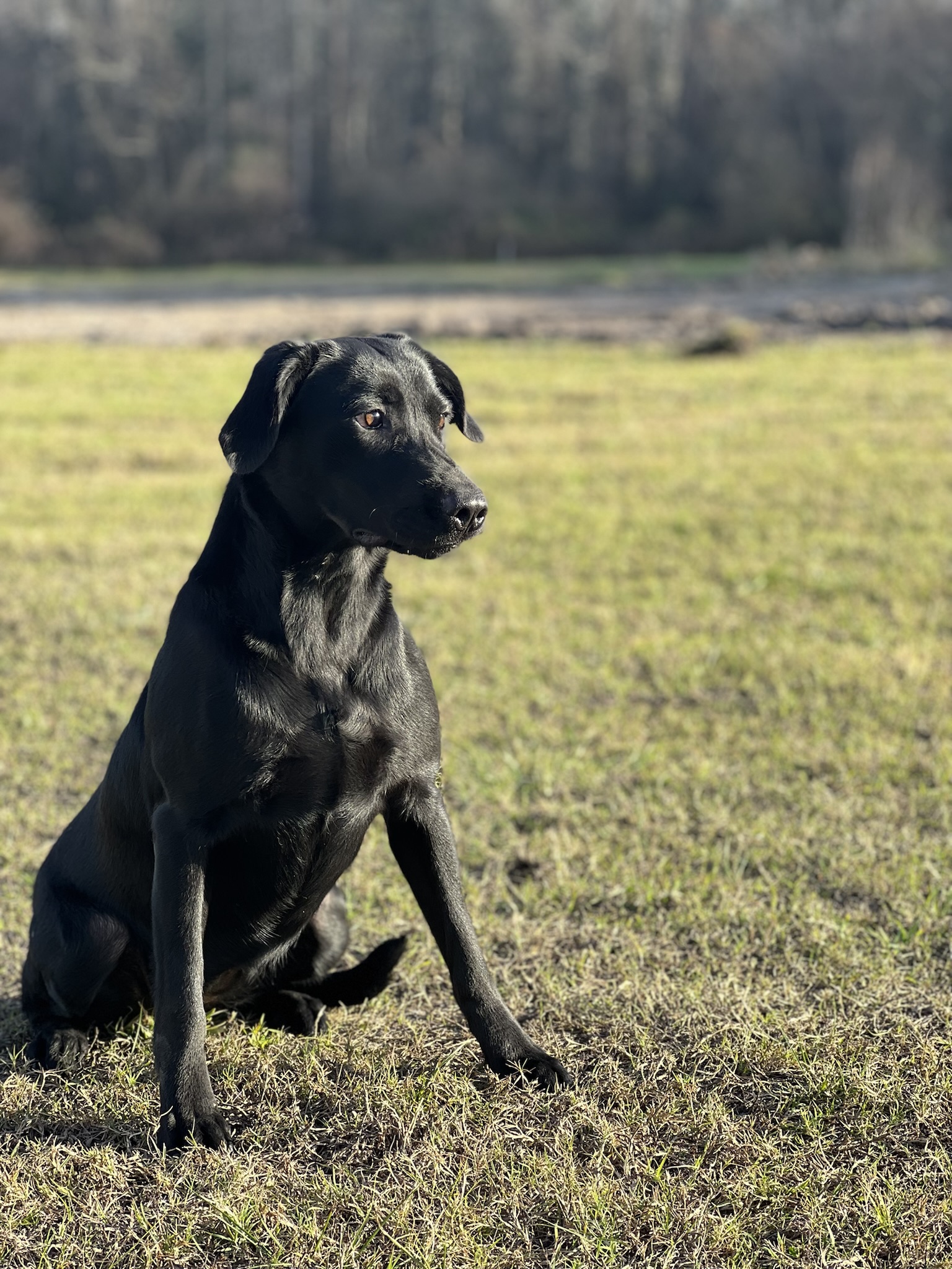 Coastlines Dorothy Searching For The Emerald City | Black Labrador Retriver