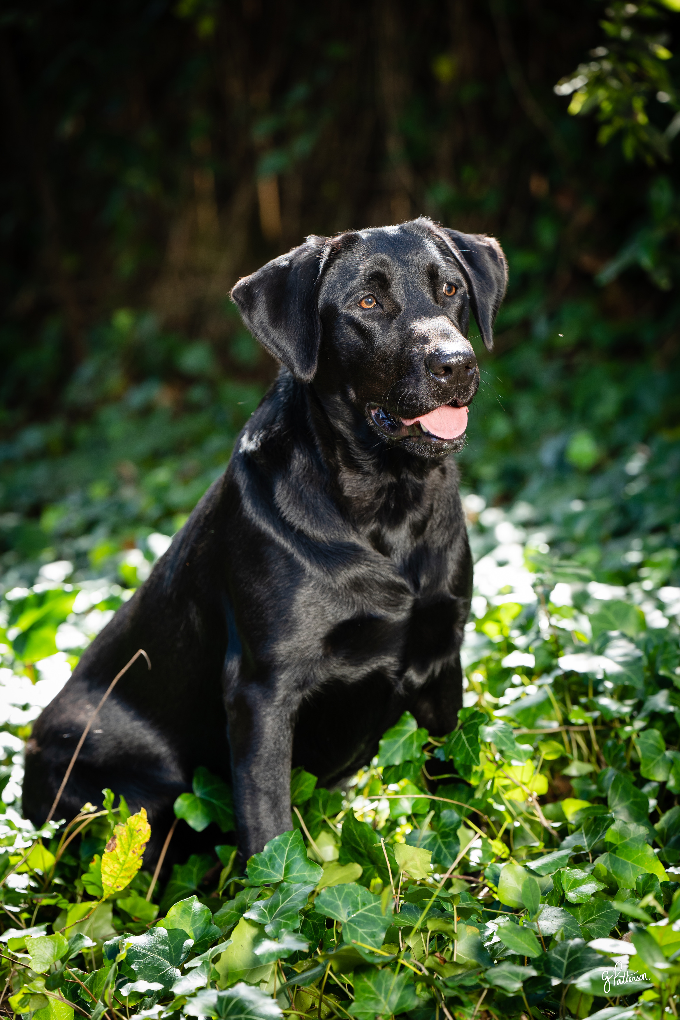 HRCH Watercross Willie's Little Rebel Gal | Black Labrador Retriver