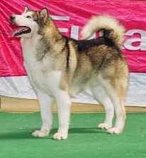 Artic luv buffalo bill of storm kloud´s | Alaskan Malamute 