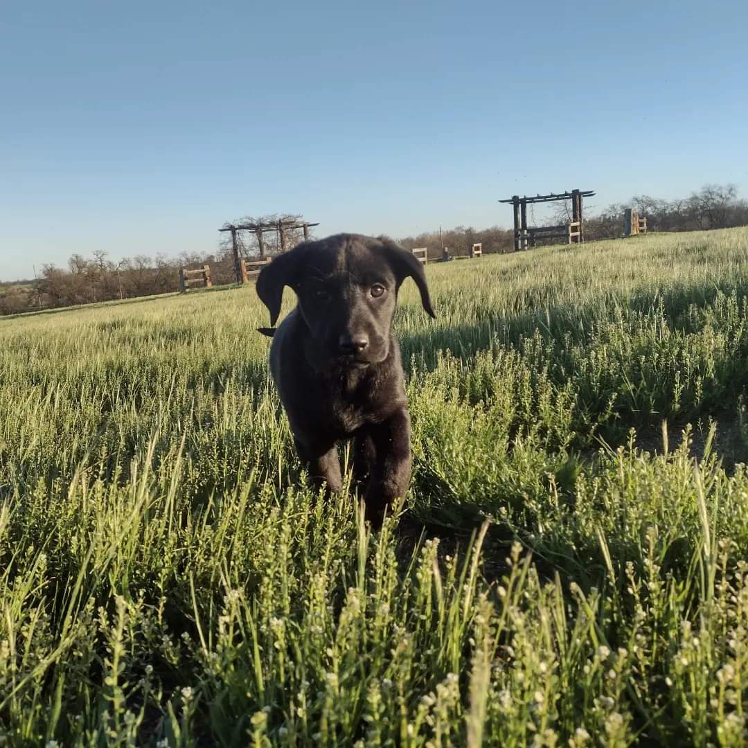 Hightest Angel's Share | Black Labrador Retriver