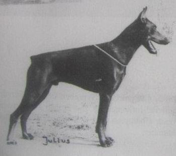 Julius v. Nymphenburg | Black Doberman Pinscher