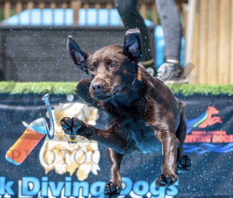 Goshen Swamp's Retrieving Ace's Crown RATI RATN RATO DM | Chocolate Labrador Retriver