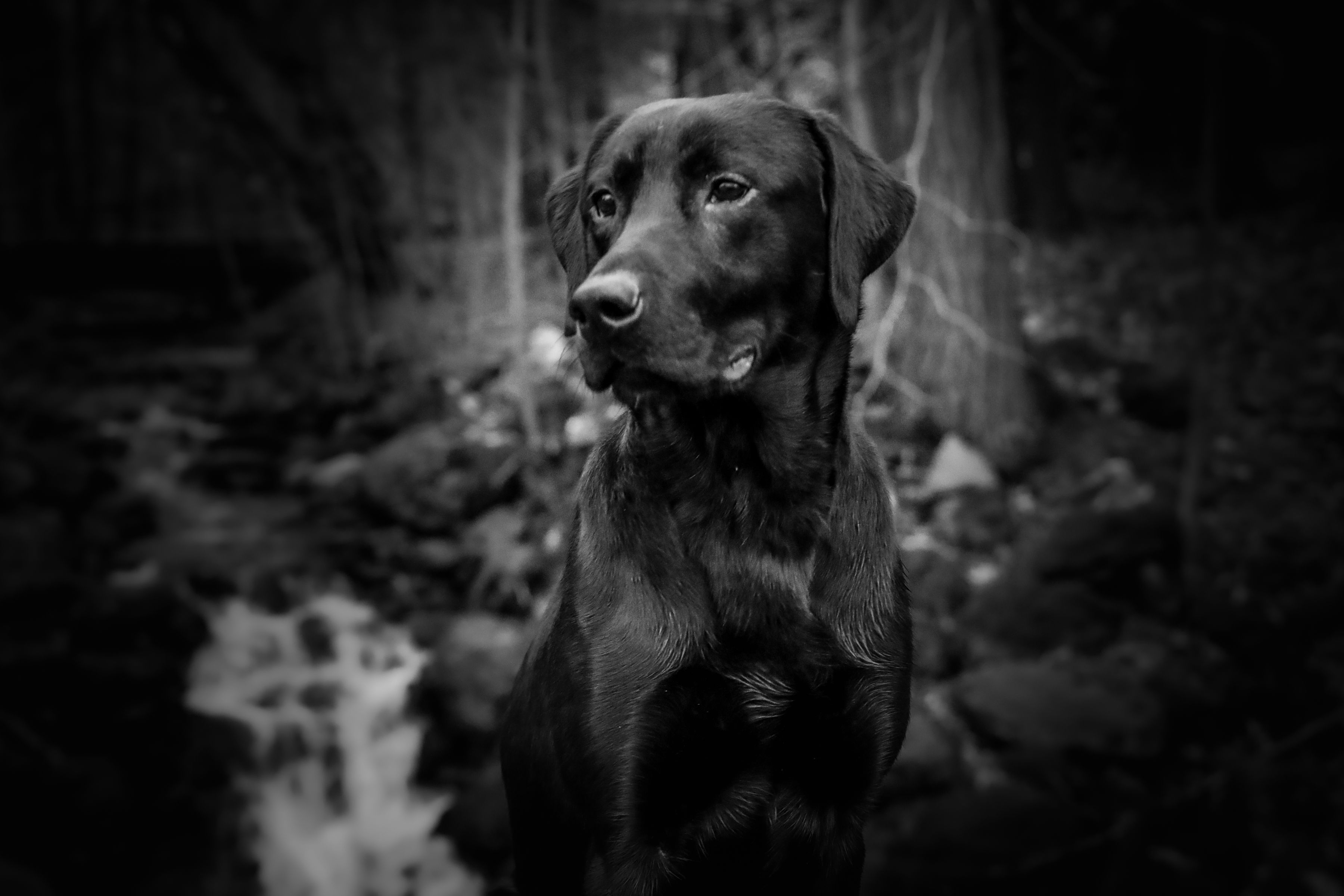 Lone Duck's Requiem Turning the Tyde | Black Labrador Retriver