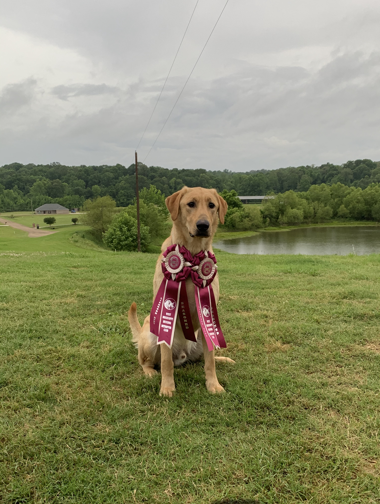 Hrch Rebel Berry Southern Legend | Yellow Labrador Retriver