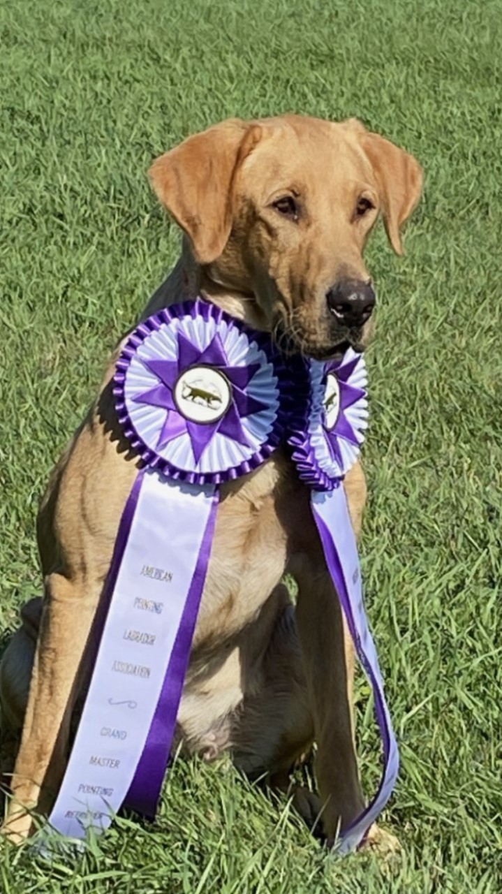 2XGMPR Cornstalker's Peacemaker Shiloh | Yellow Labrador Retriver