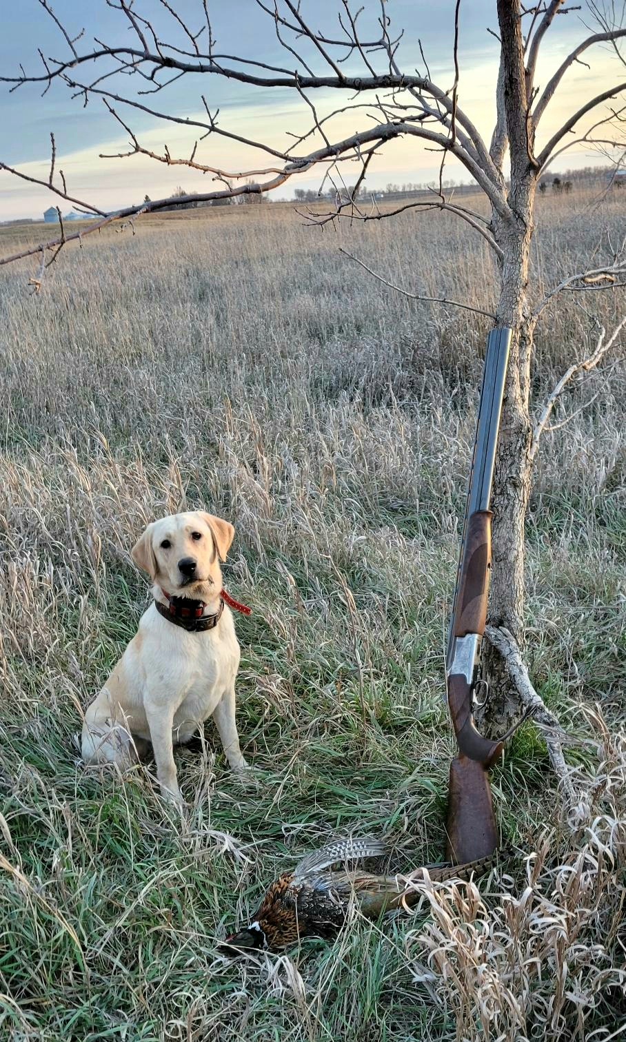 Copperview's Laced Radar | Yellow Labrador Retriver