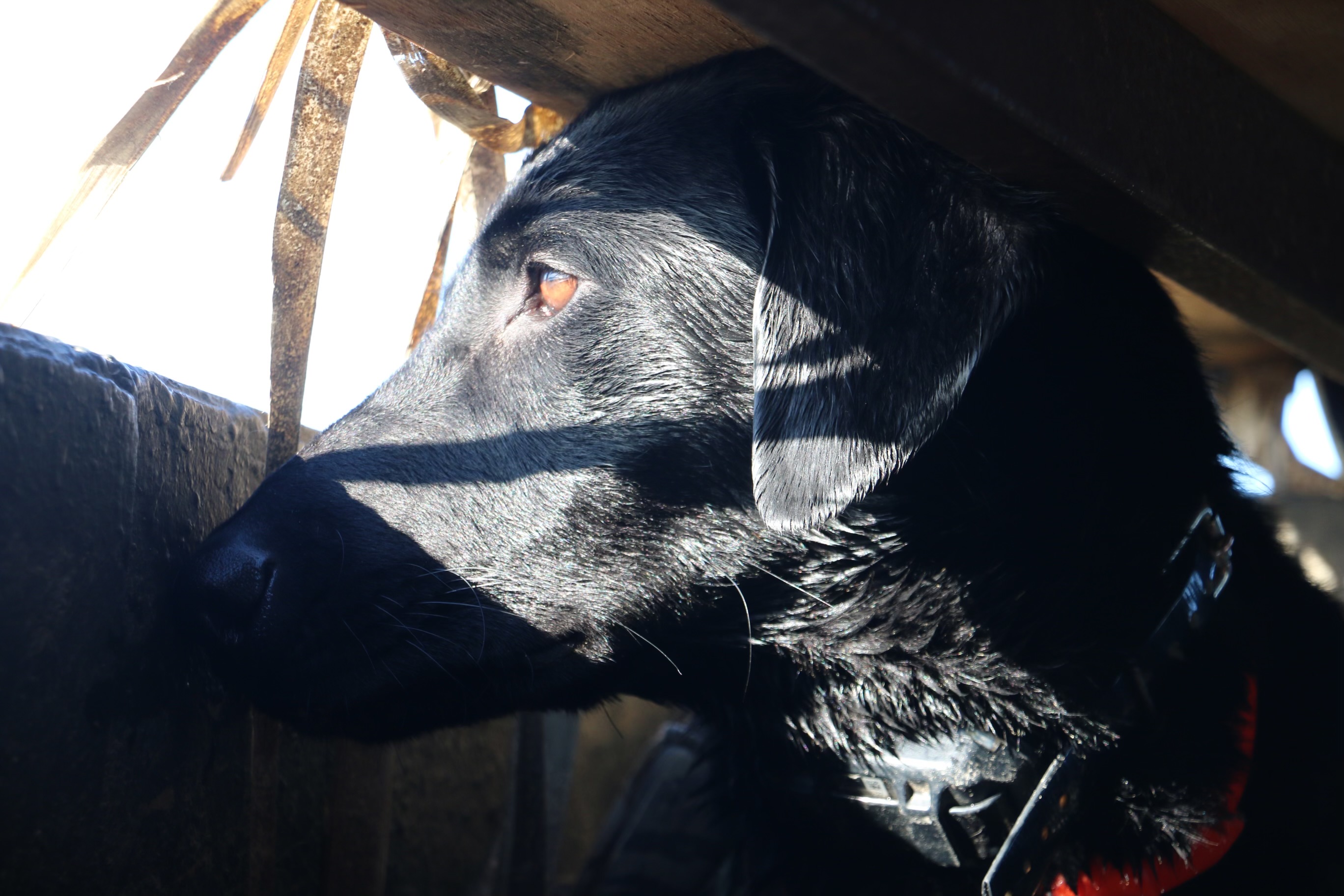 York's On The Mark JH | Black Labrador Retriver