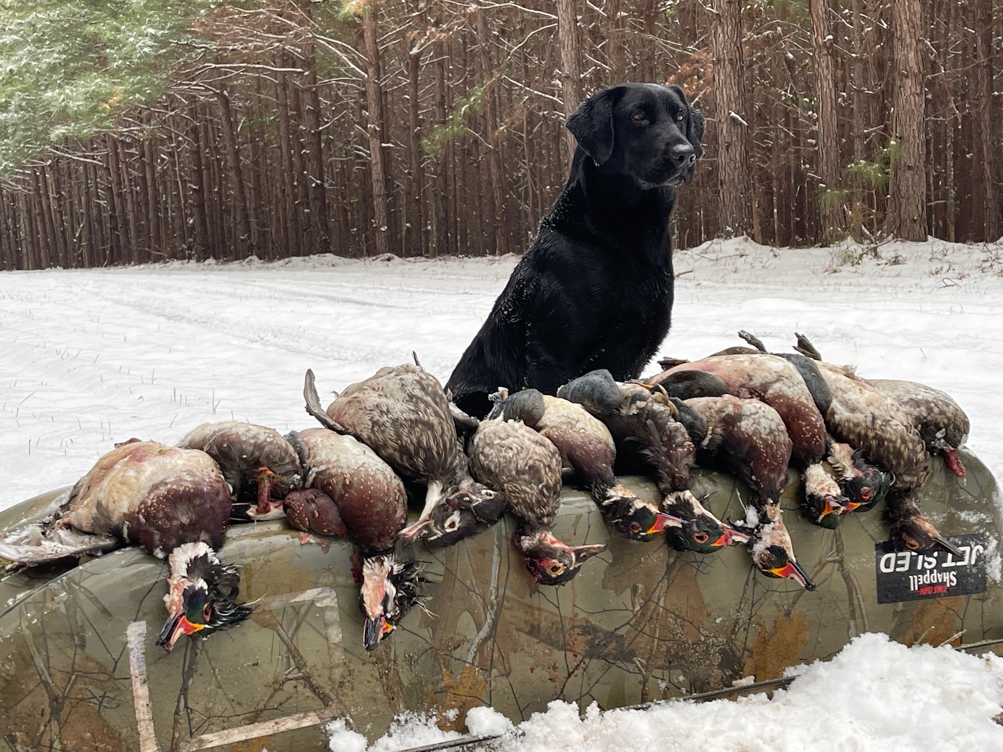 Mars Bluff's Back In Black | Black Labrador Retriver