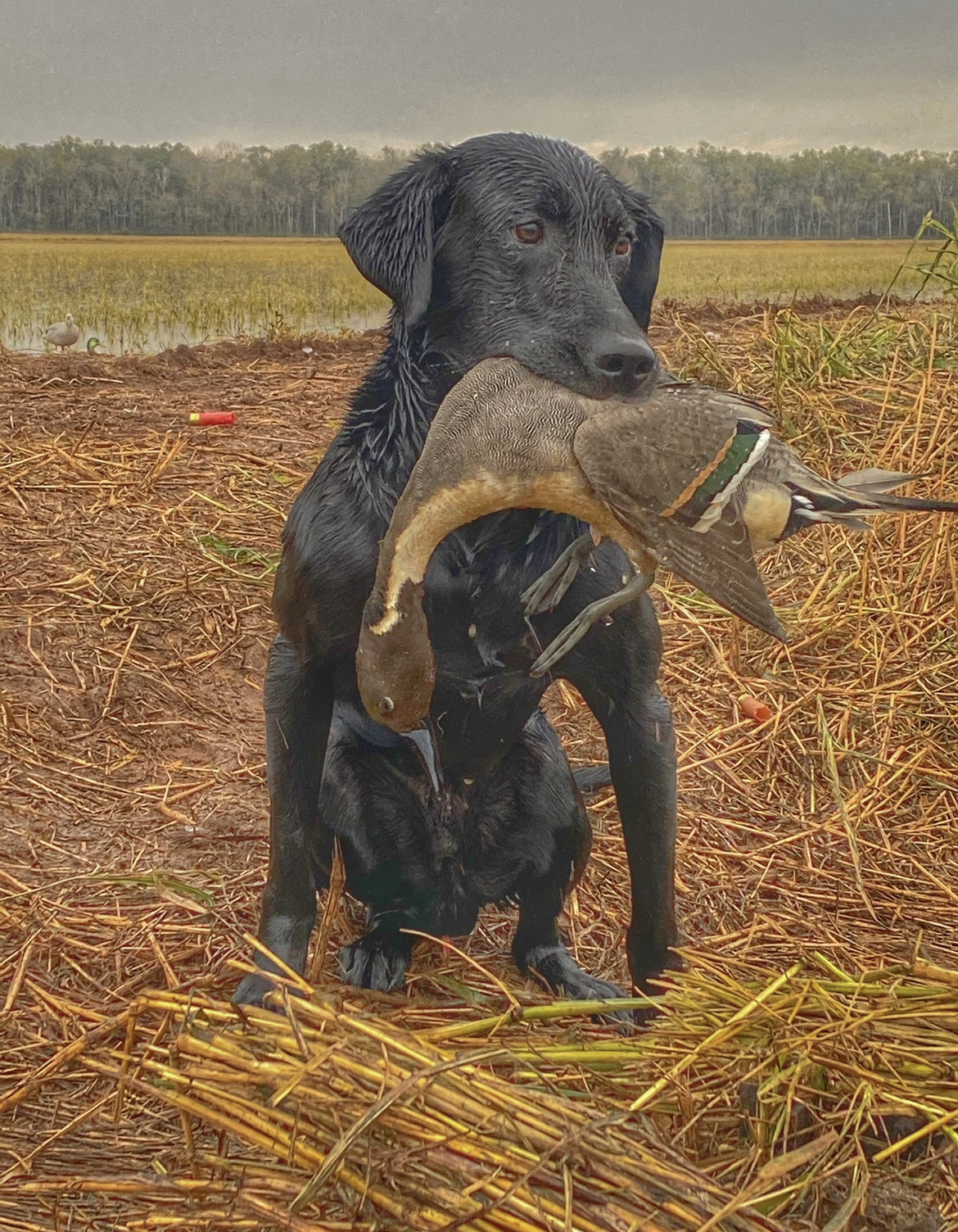 CAJUN ENGINE JETT | Black Labrador Retriver