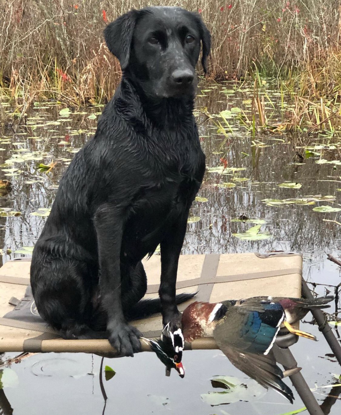 Mars Bluff's Kiss Me Deadly | Black Labrador Retriver