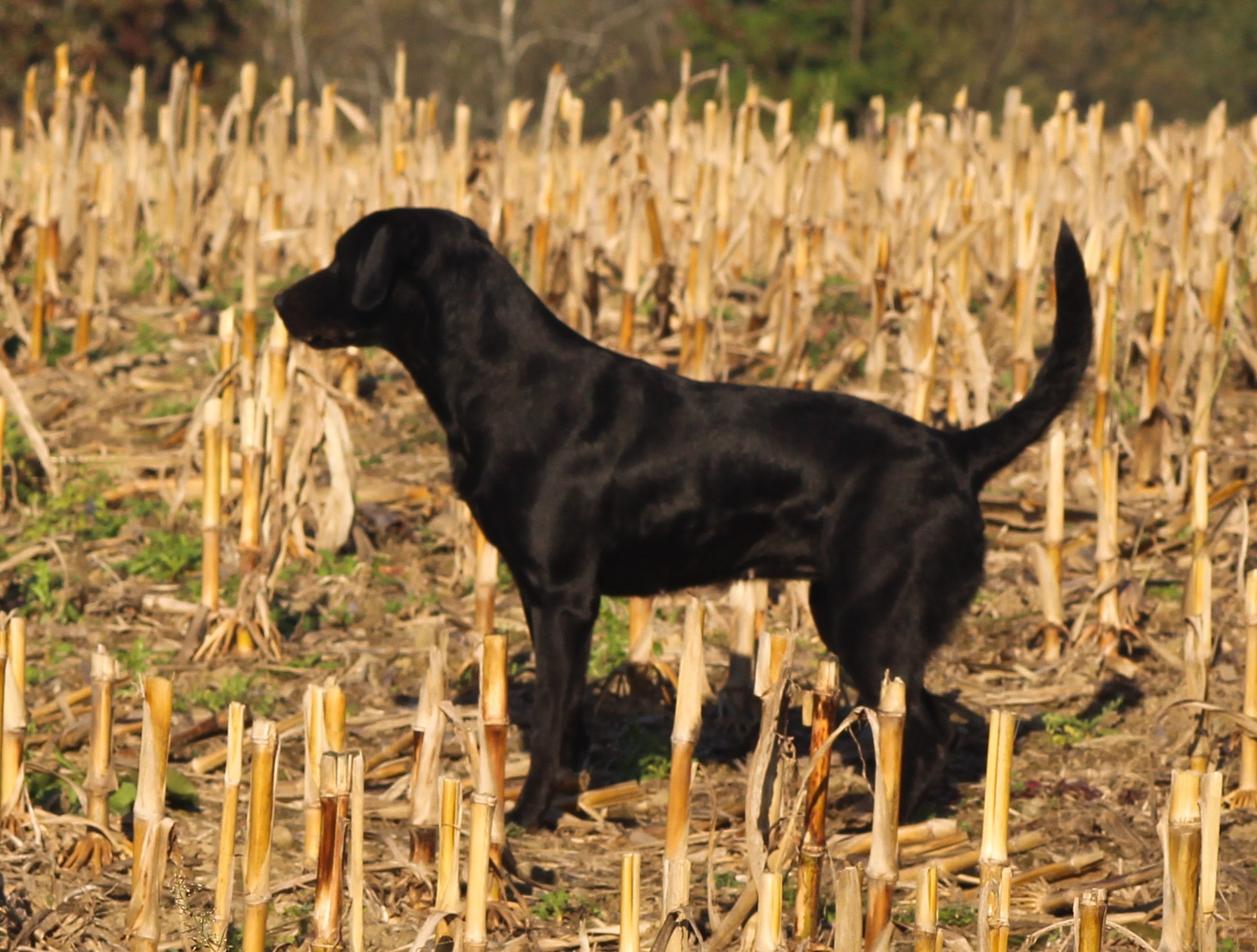 Hard Frost All Jacked Up | Black Labrador Retriver