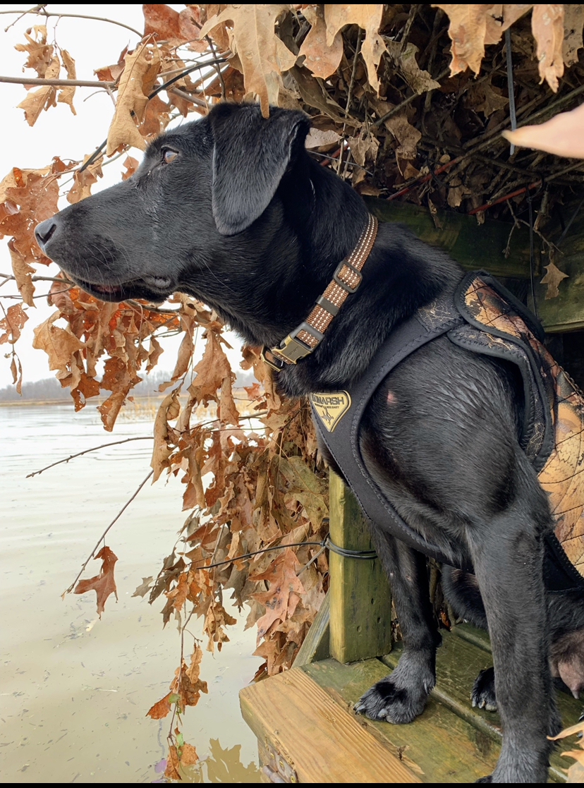 Sunny South’s Regal Lady In Black | Black Labrador Retriver