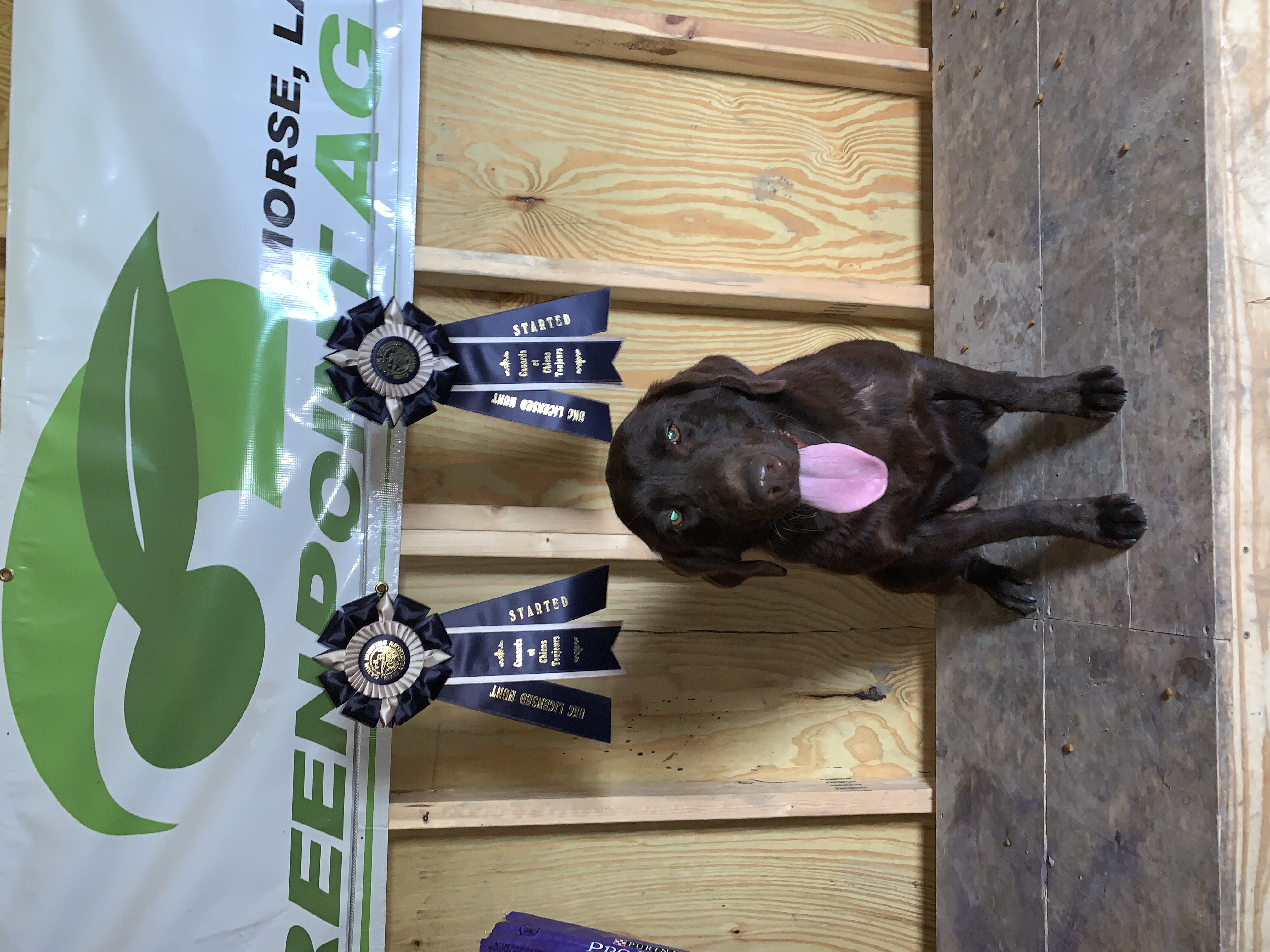 Fontenot’s Gator Queen | Chocolate Labrador Retriver