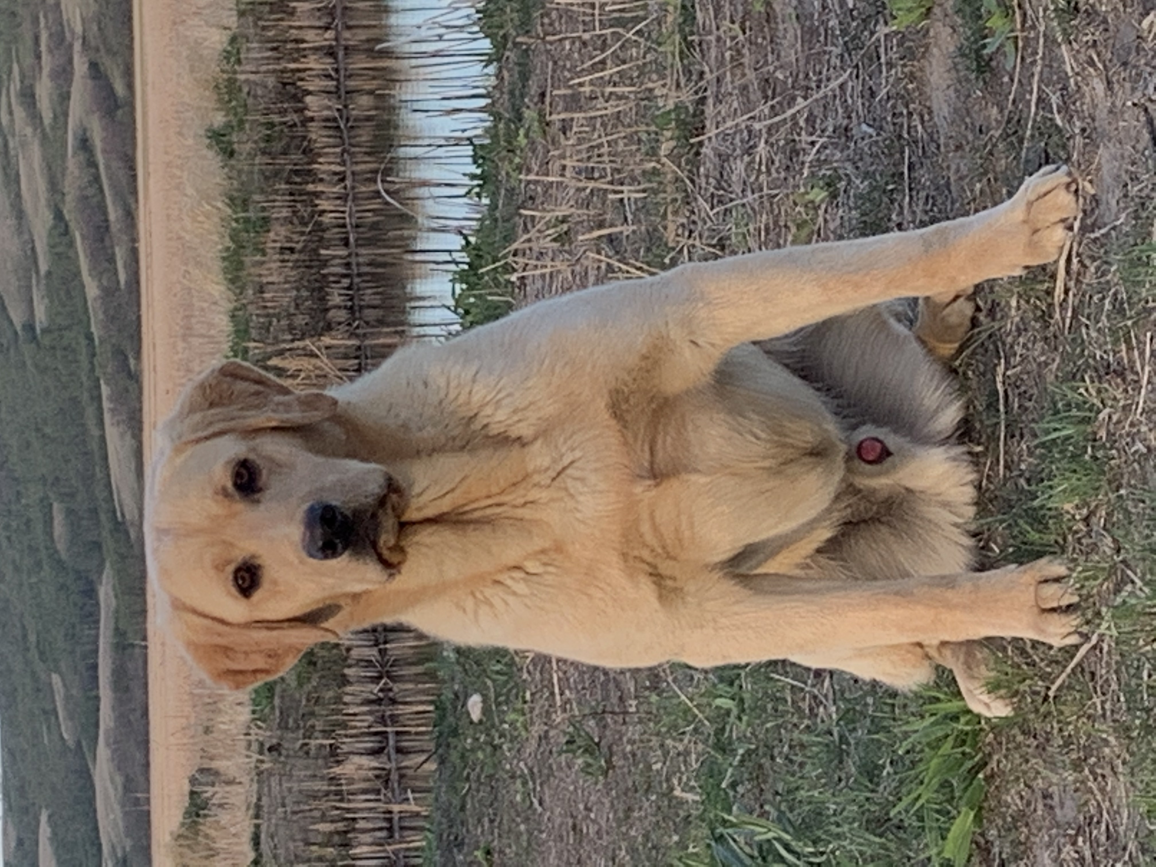 Pachangas Little Luke | Yellow Labrador Retriver