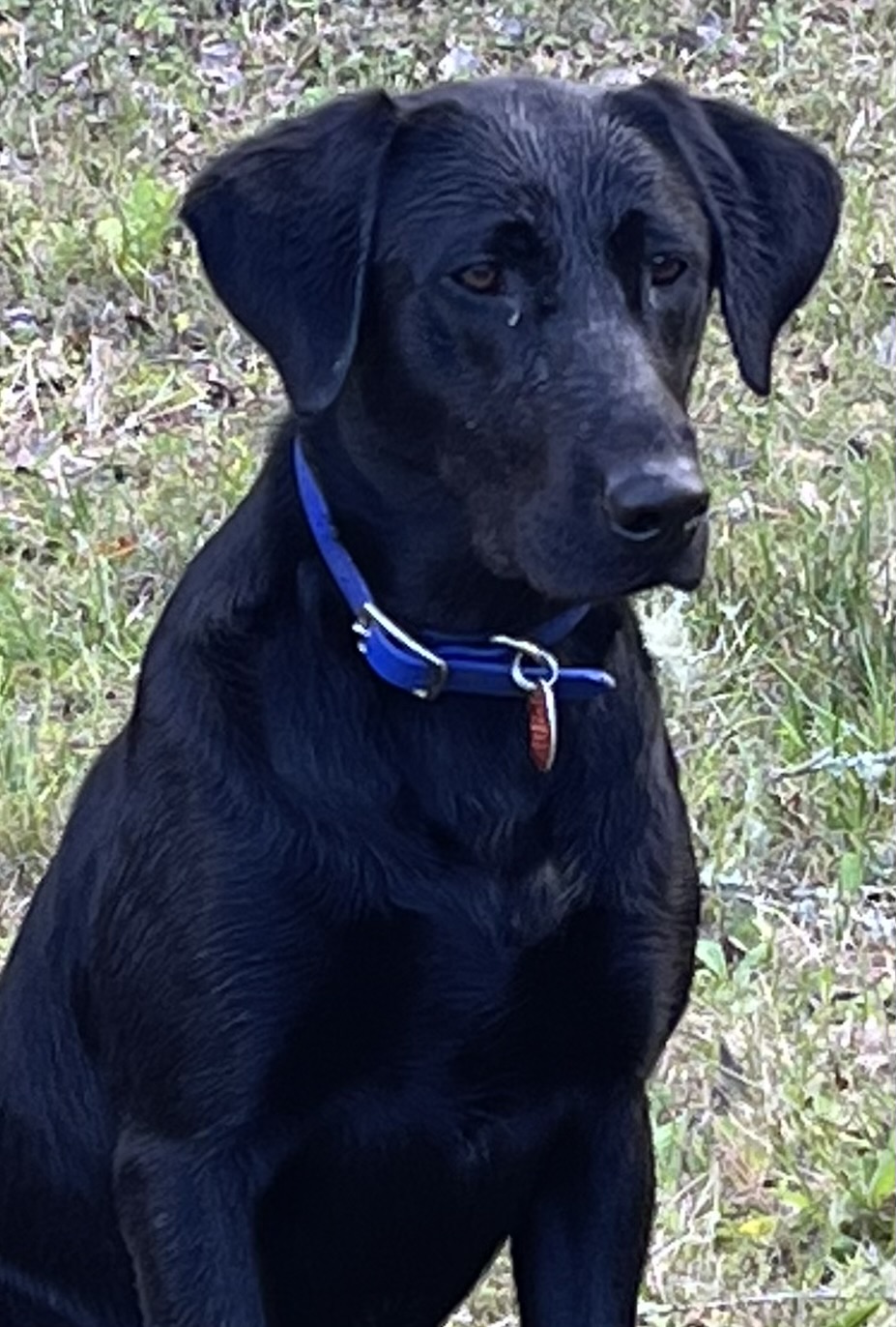 Fairwinds Born To Fly | Black Labrador Retriver