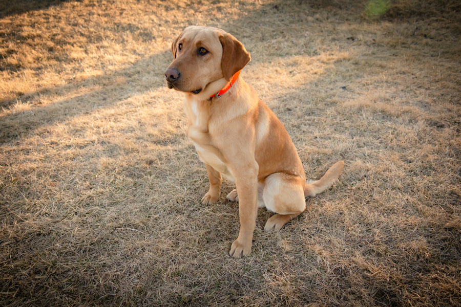 Rockin O's Tomahawk Warrior | Yellow Labrador Retriver