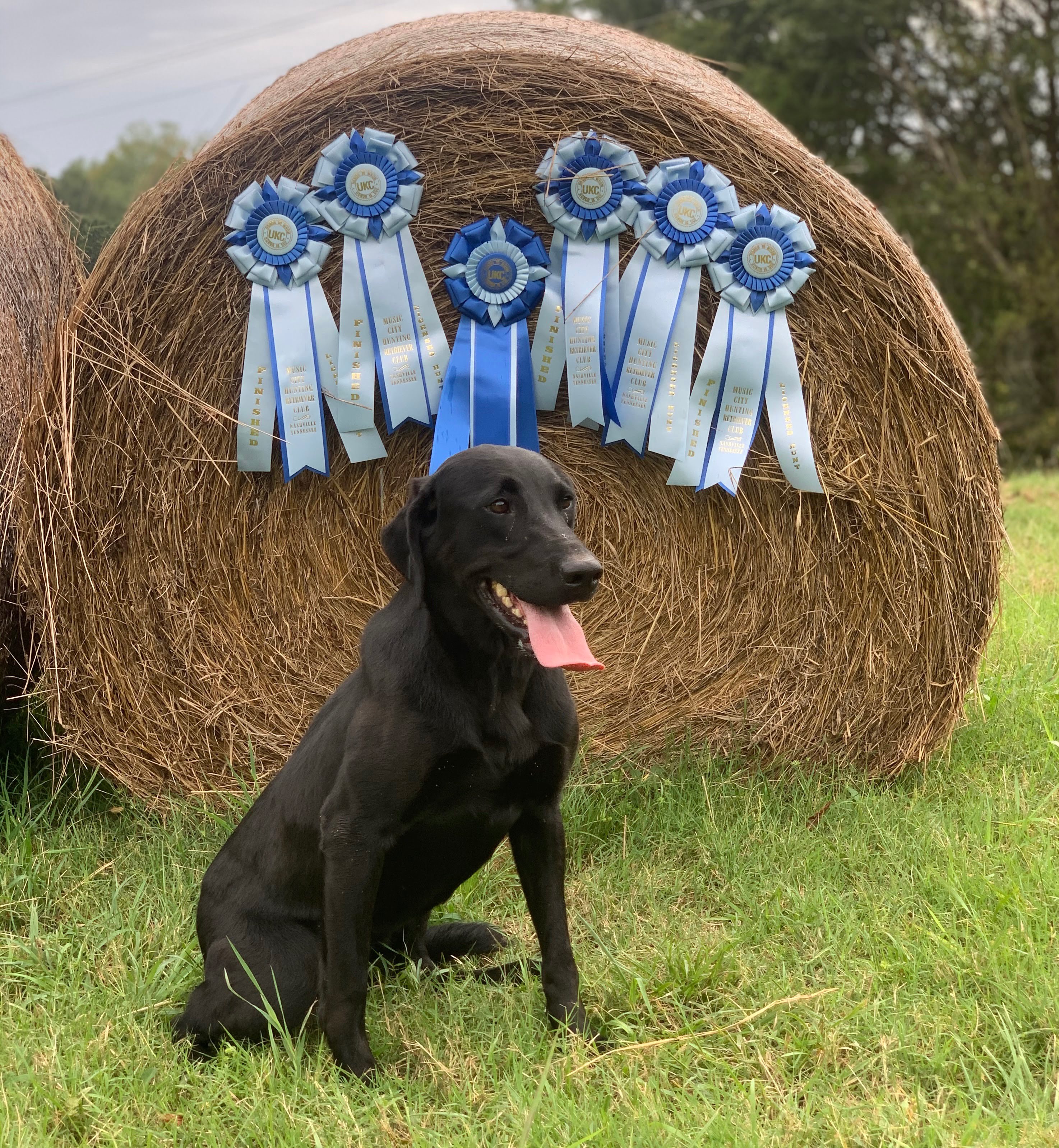 HRCH Garbade's Charleston Anne Bonny MH | Black Labrador Retriver