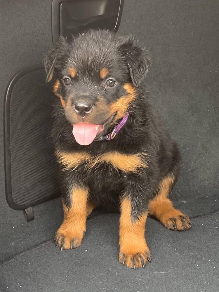 Aries Vom FK | Rottweiler 