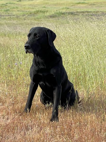 Doc Holiday’s Hide Card MH | Black Labrador Retriver