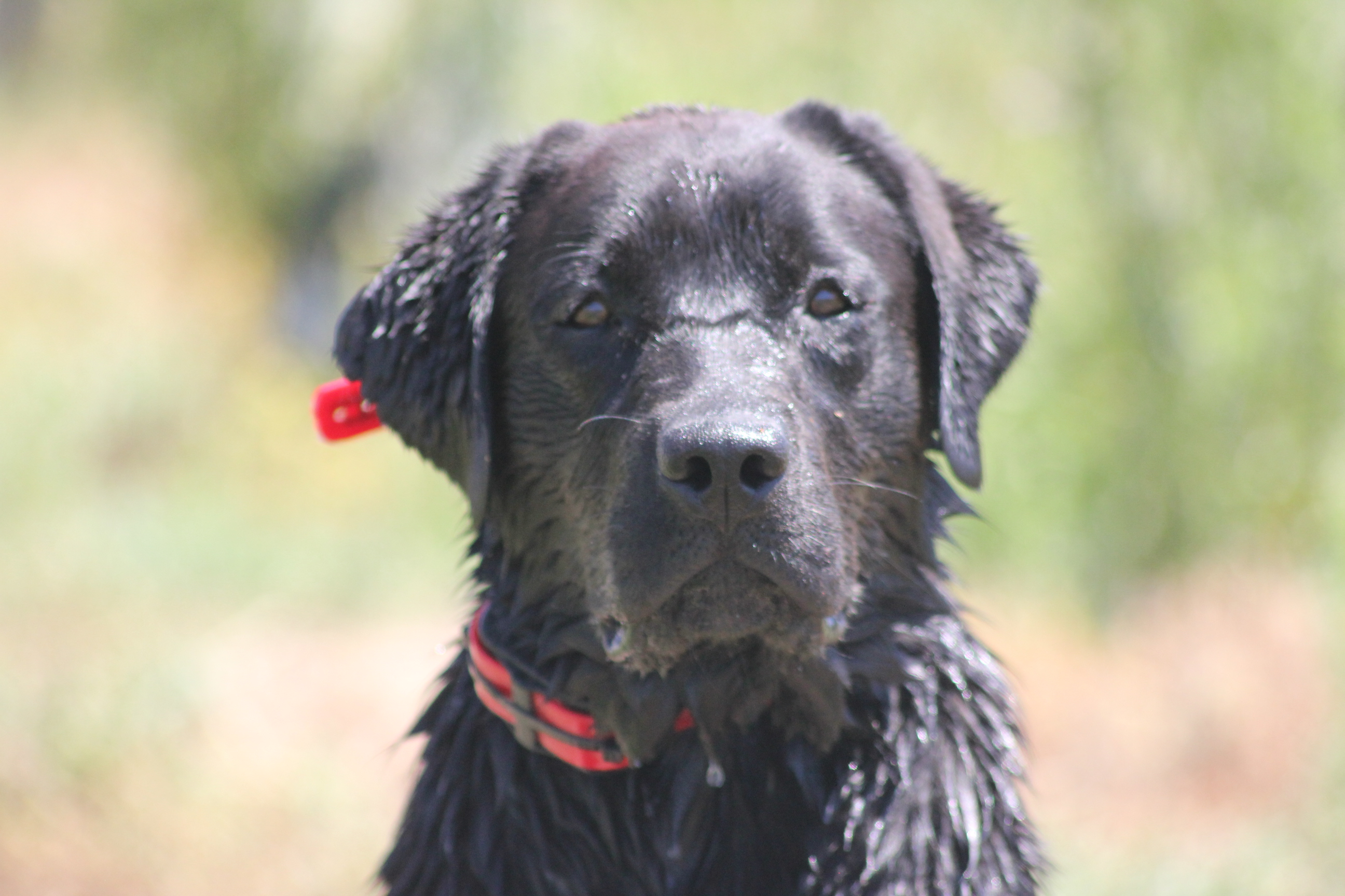 CH Hiddensprings Autum's Splendor Saraphina Of Bluff View JH | Black Labrador Retriver