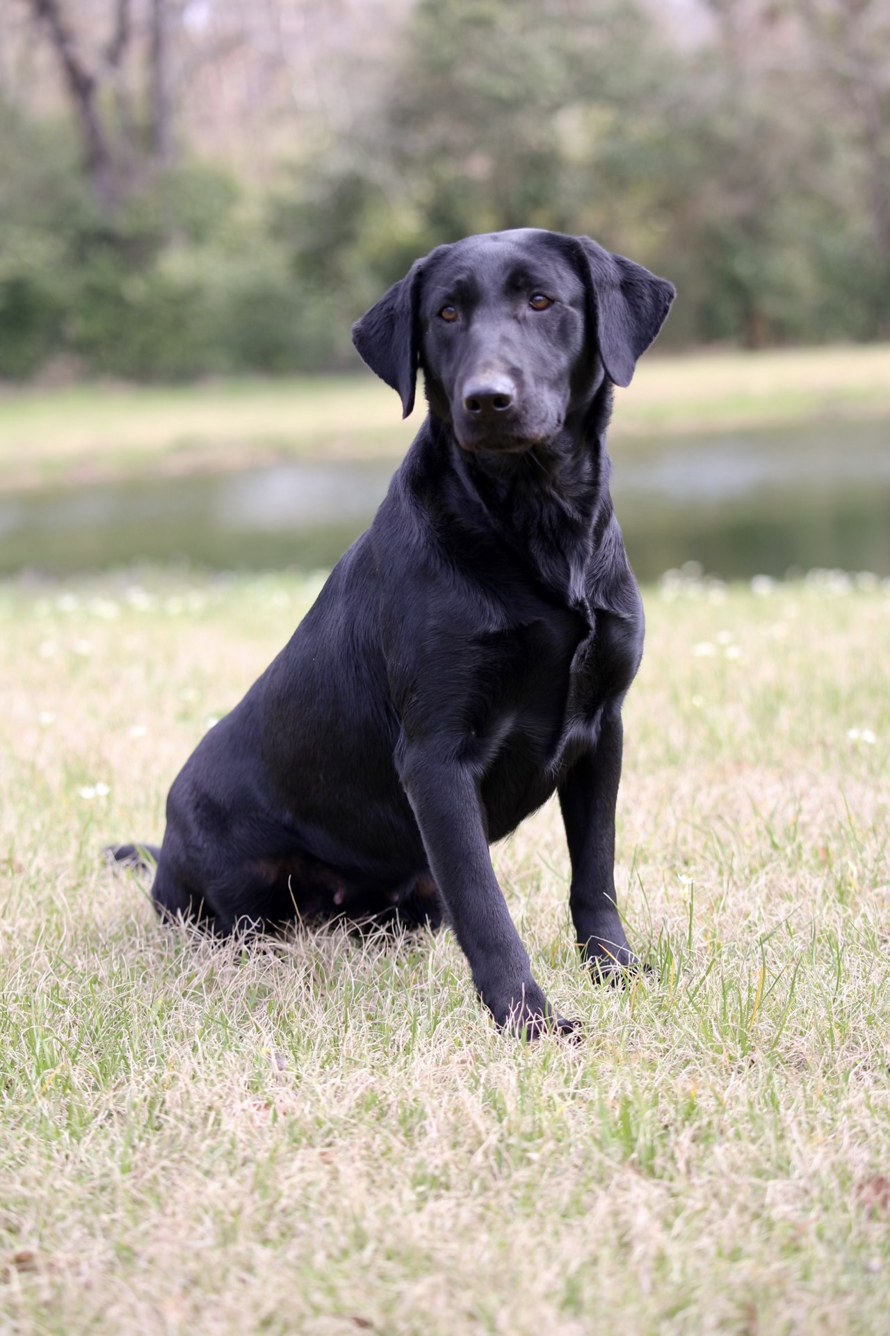 HRCH Loud Thunder Heavy Rain | Black Labrador Retriver