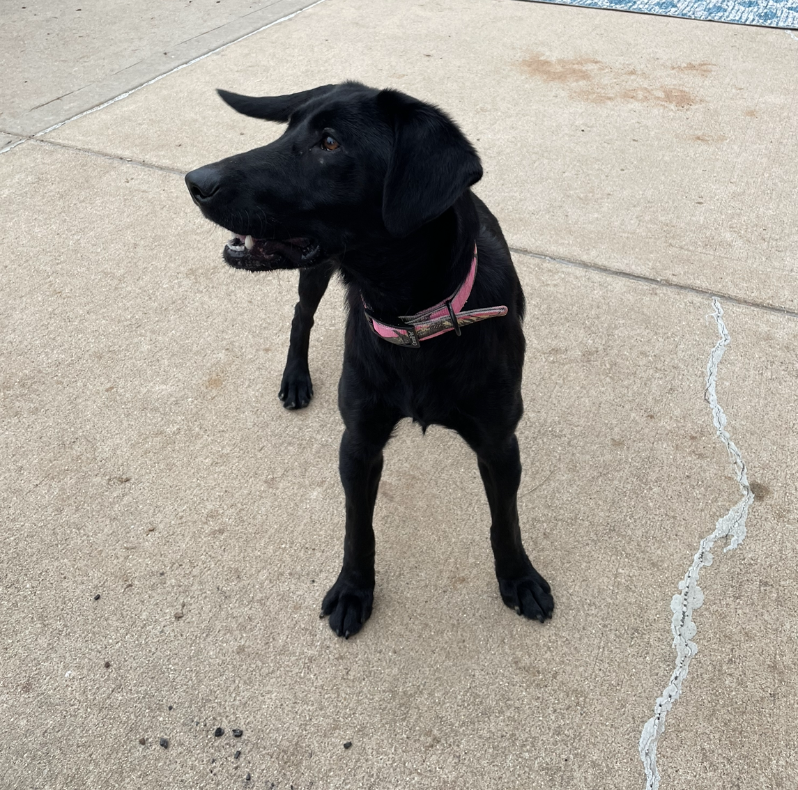 Drury's Dynasty Making It Rain Ducks and Diamonds | Black Labrador Retriver