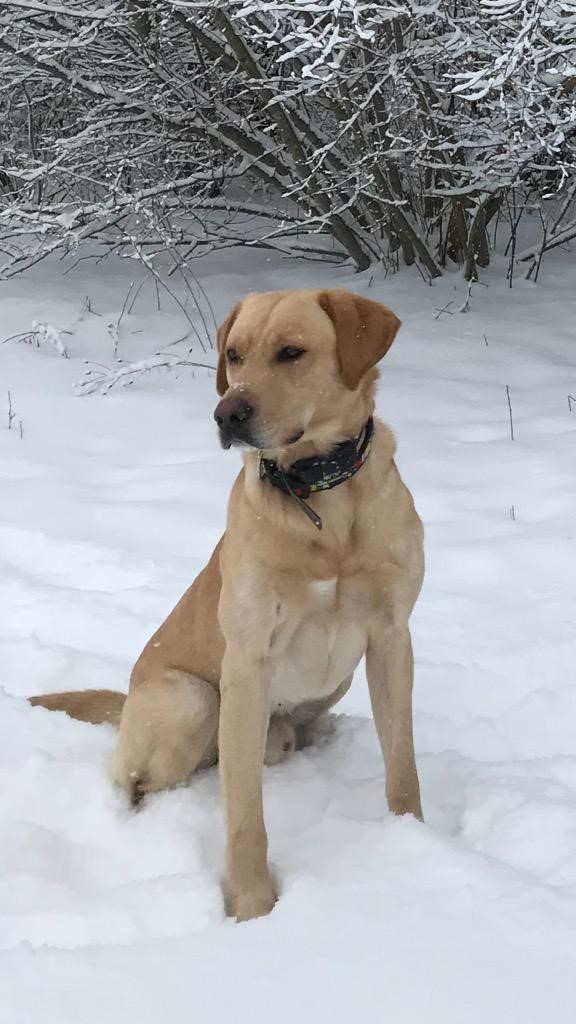 HRCH UH Kingseed's Mr Irrelevant Hieronymus | Yellow Labrador Retriver