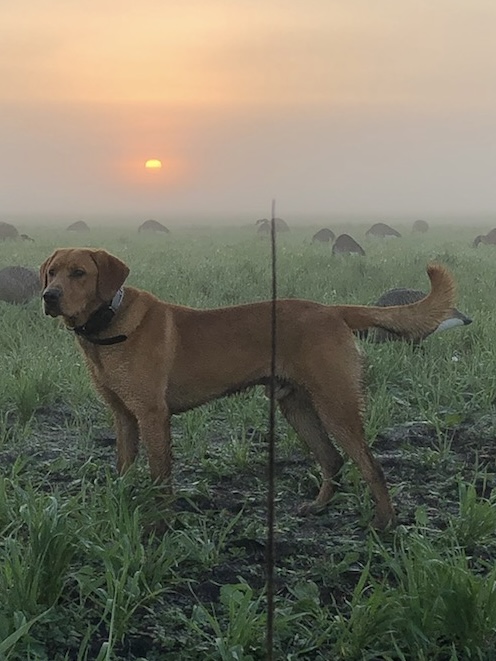 Jason's Fowl Day | Yellow Labrador Retriver