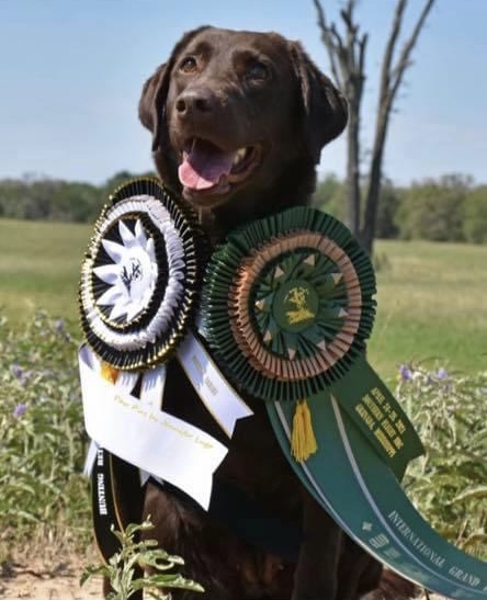 HRCH Cash’s Little Lady Junebug | Chocolate Labrador Retriver