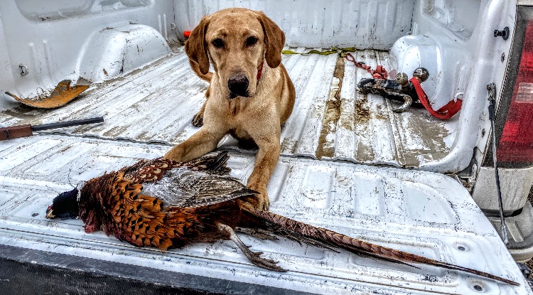 Kell’s Bird On A Wire | Yellow Labrador Retriver