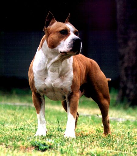Barberycoast Blockbuster | American Staffordshire Terrier 