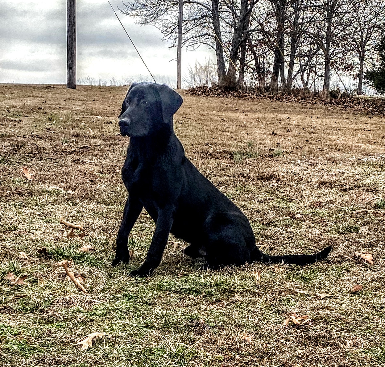 Kell’s Blacklist Confidante | Black Labrador Retriver