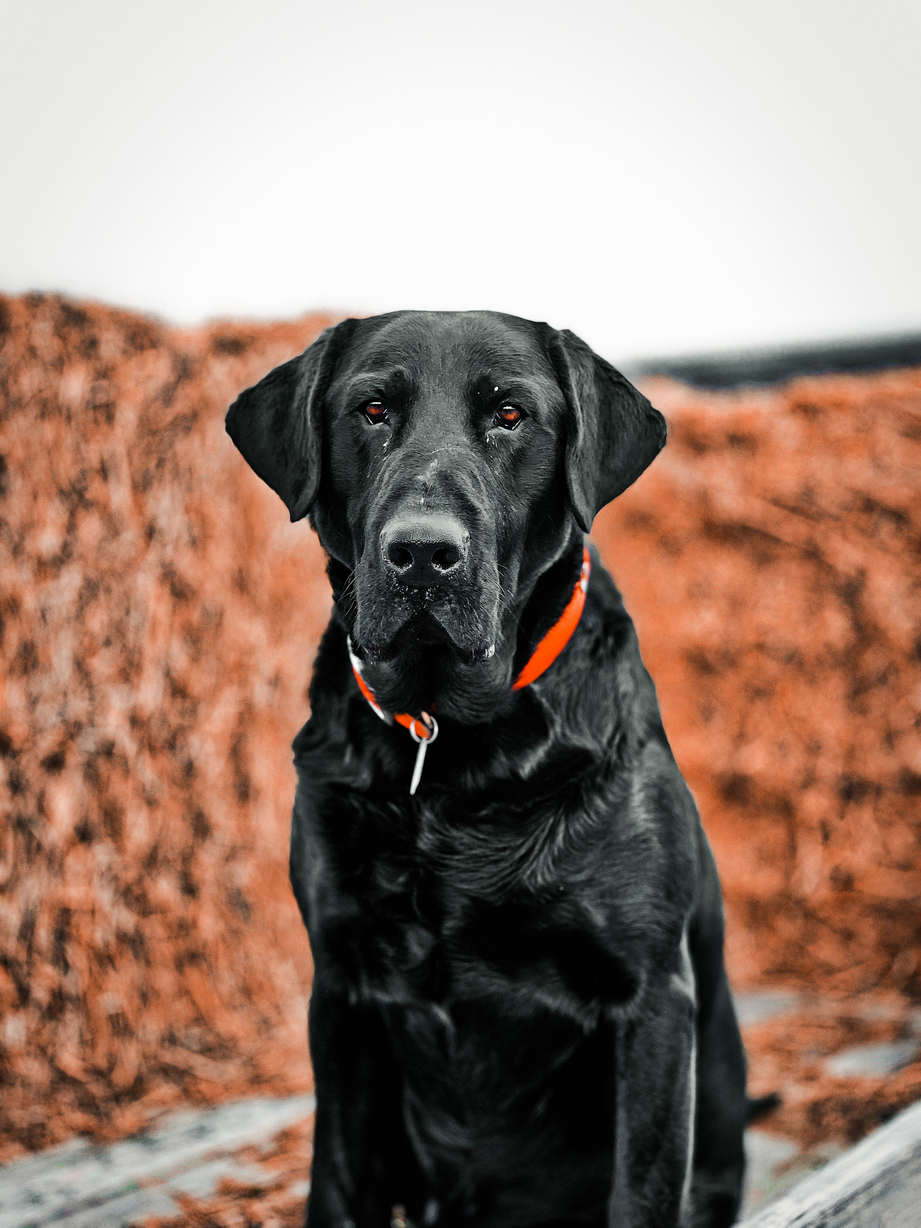 Buckshot Utah | Black Labrador Retriver