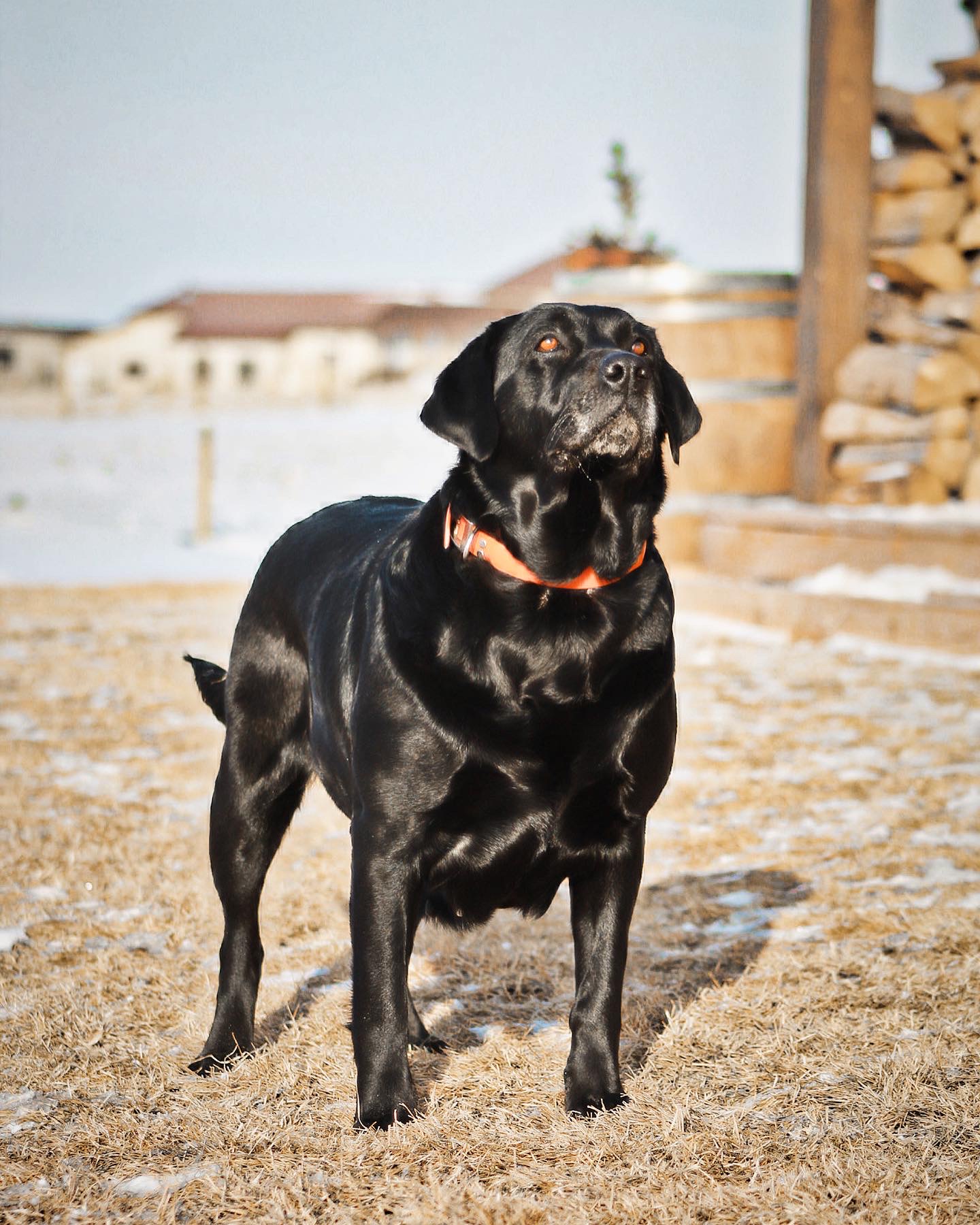 Cabela Montana | Black Labrador Retriver