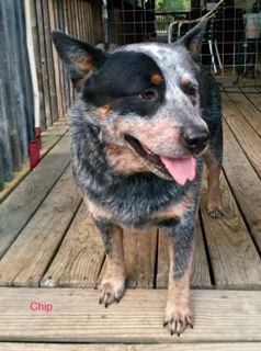 Chip of Rock @ TBC | Australian Cattle Dog 