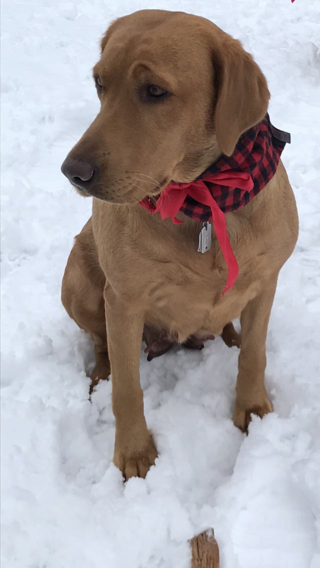 Sunrise Abby Sue Of Torgs Labs | Yellow Labrador Retriver