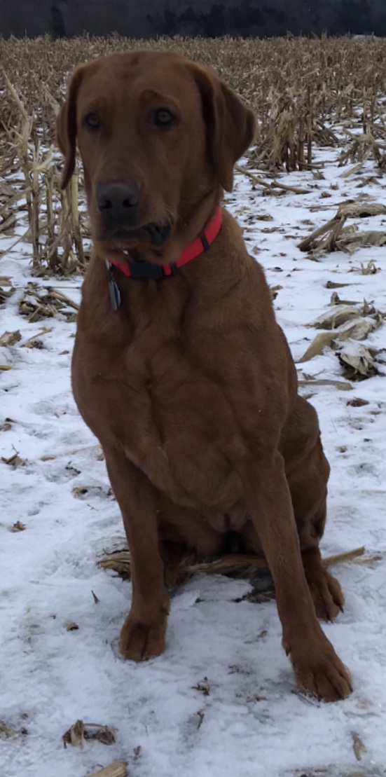 Red Rose Bud Of Mtv Labs | Yellow Labrador Retriver