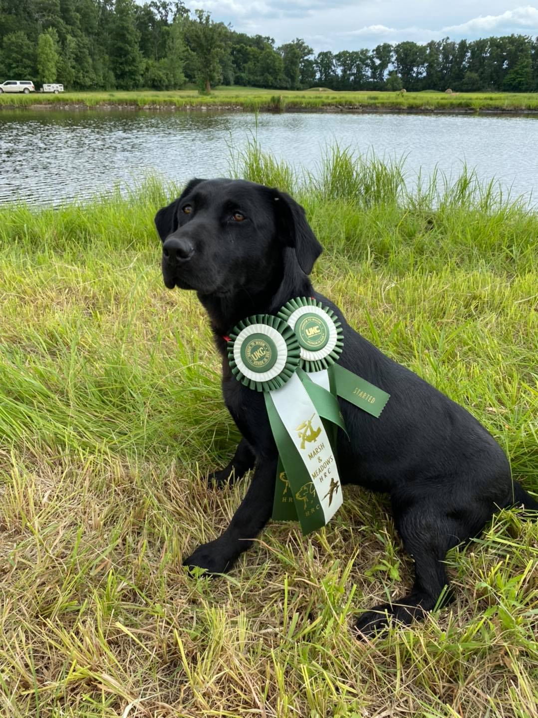 SH Hillcrest Set The Hook Midnight Reba | Black Labrador Retriver