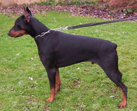 Edmondo v. Bayrischen Löwen | Black Doberman Pinscher