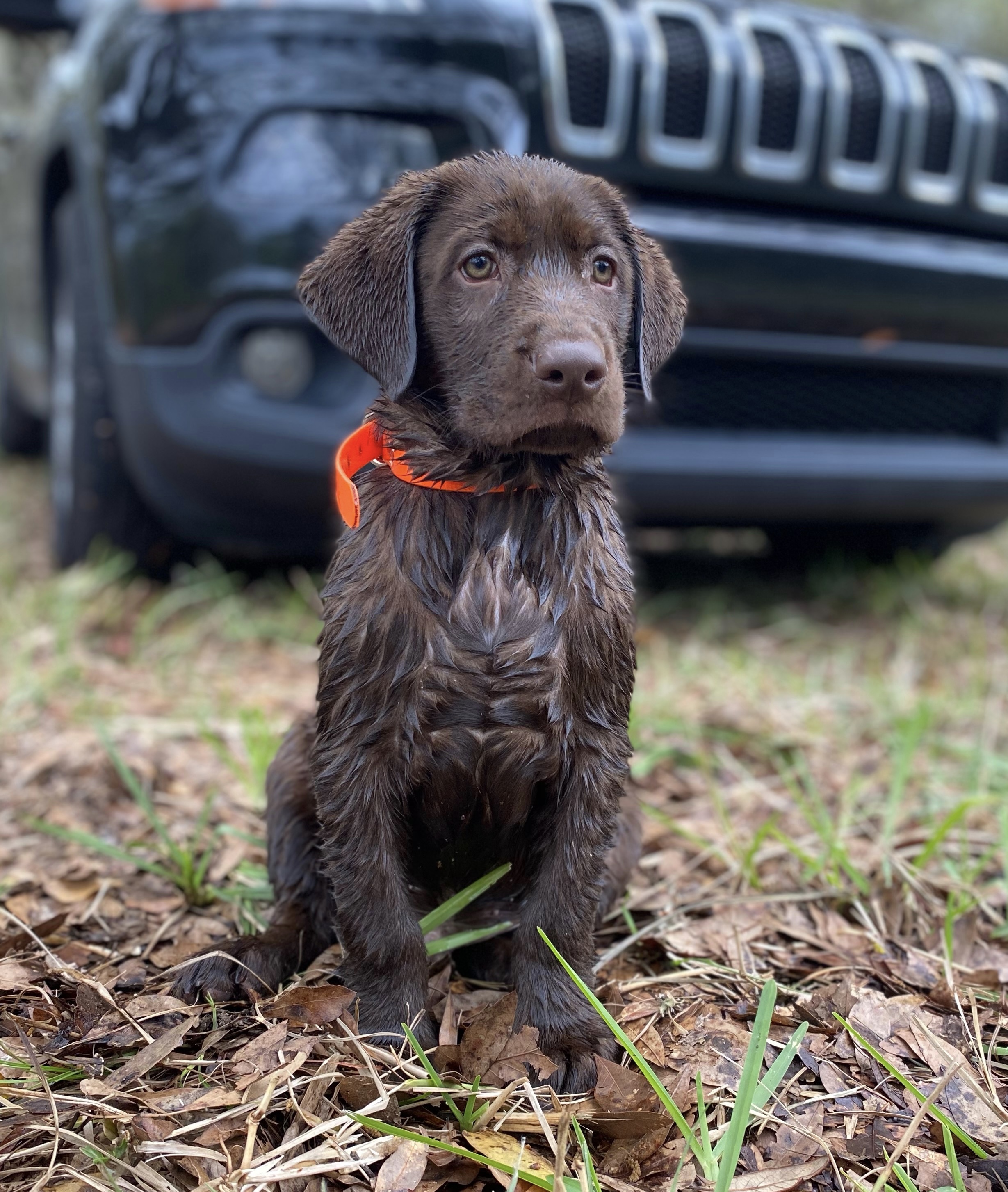 Shadow Hill's Bad Moon Rising | Chocolate Labrador Retriver