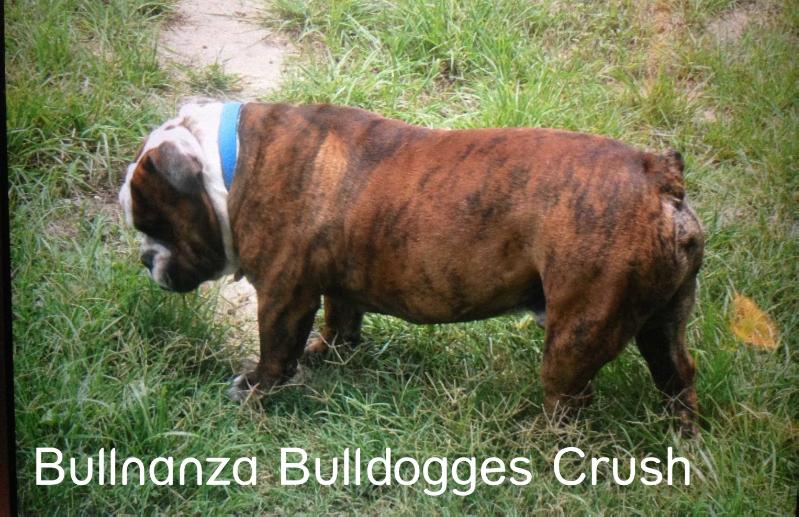 Texas Bulldogges' Crush of Bullnanza Bulldogges | Olde English Bulldogge 